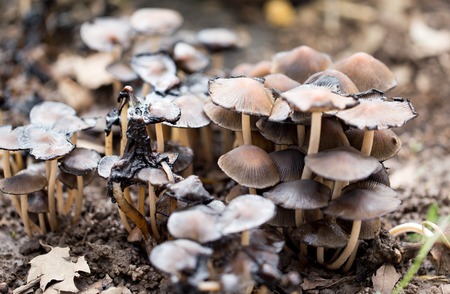 Inedible mushrooms on the ground in the park .の写真素材
