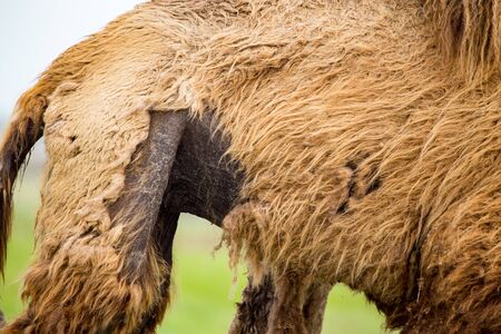 Old wool on a camel as a background .の写真素材