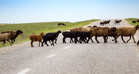 A herd of rams cross the road .の写真素材