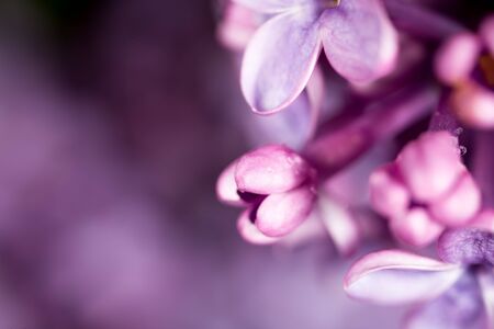 Beautiful little flowers of lilac as background. macroの写真素材