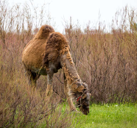 Camel in the pasture in the spring .の写真素材