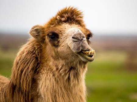 Portrait of camel on nature in spring .の写真素材