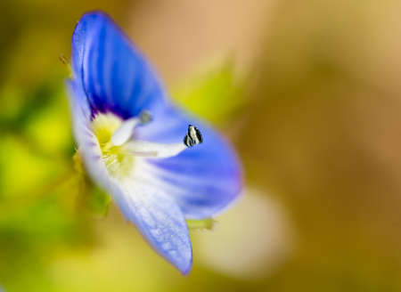 Beautiful little blue flower on nature. macroの写真素材