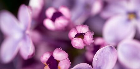 Beautiful little flowers of lilac as background. macroの写真素材