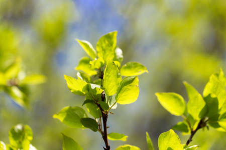 Small green leaves on a tree in spring .