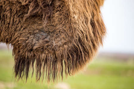 Old wool on a camel as a background .の写真素材
