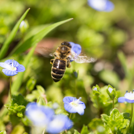 Bee on little blue flowers in nature .