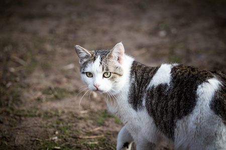 Cat walks on nature in the spring .の写真素材