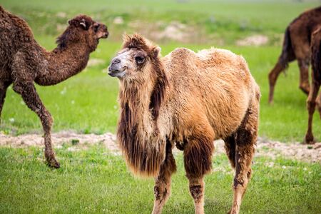 Portrait of camel on nature in spring .の写真素材
