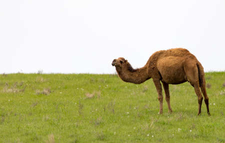 Camel in the pasture in the spring .の写真素材
