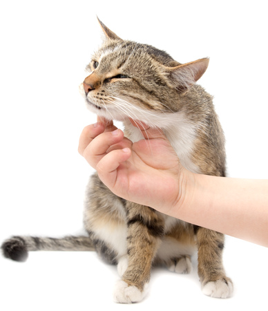 Man caresses a cat on a white background .の写真素材