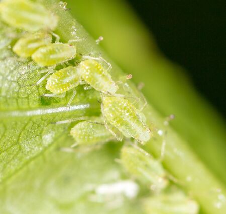A small aphid on a green plant. macro