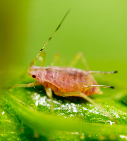 A small aphid on a green plant. macro