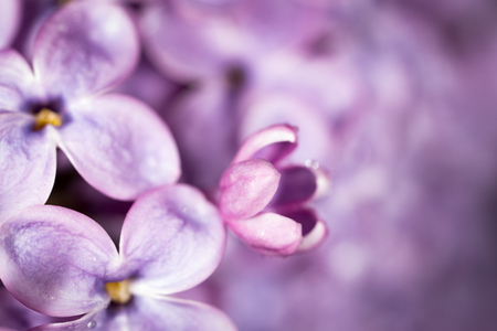 Beautiful little flowers of lilac as background. macroの写真素材