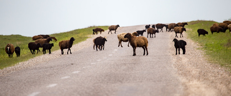 A herd of rams cross the road .