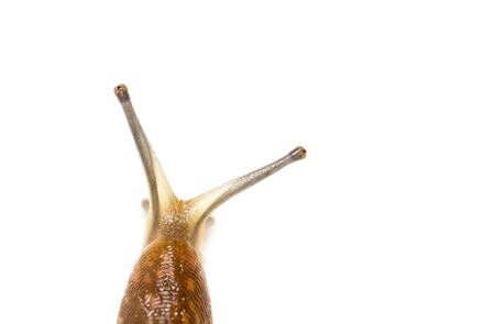 Slug snail isolated on white background. macroの写真素材