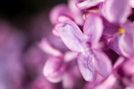 Beautiful little flowers of lilac as background. macro