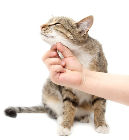 Man caresses a cat on a white background .の写真素材