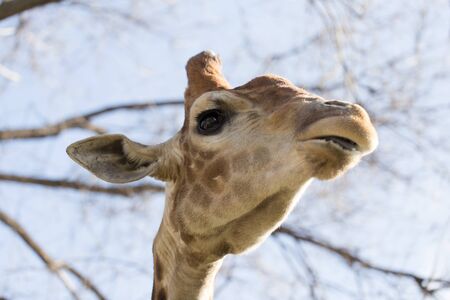 Giraffe on the background of a tree and a blue skyの写真素材