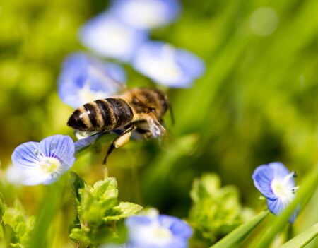 Bee on little blue flowers in nature .