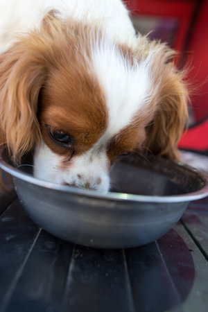 Dog drinking water from a bowl outdoors .の写真素材
