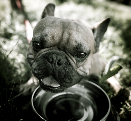 Dog drinking water from a bowl outdoors .の写真素材