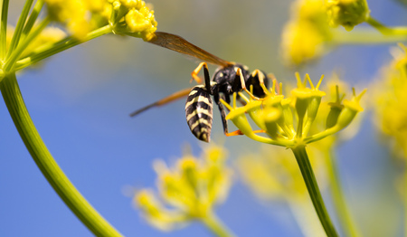 Wasp on yellow flower in nature. macro