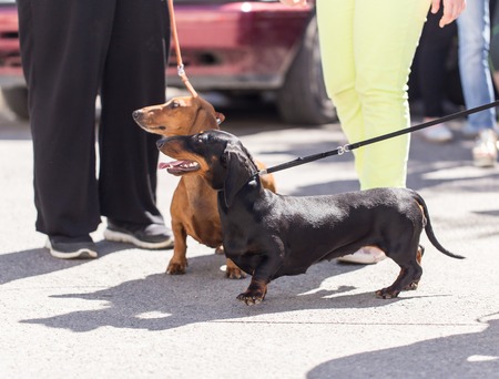 Man holds a leash dog on the natureの写真素材