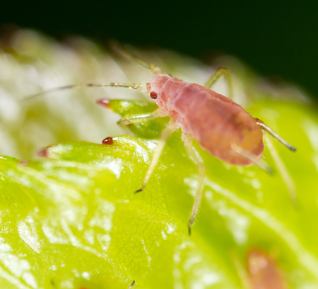 A small aphid on a green plant. macroの写真素材
