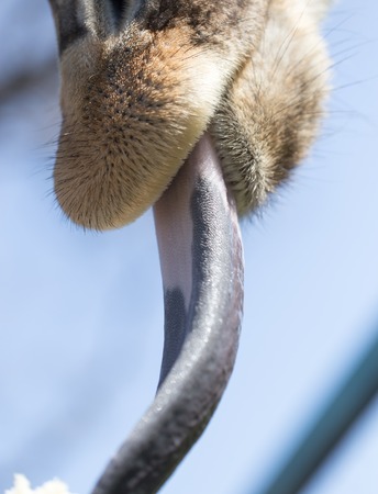 Giraffe shows a great language in natureの写真素材