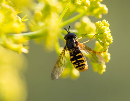 Wasp on yellow flower in nature. macroの写真素材
