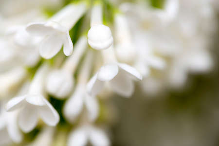 White flowers of lilac on nature. macroの写真素材
