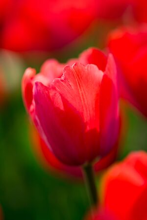 Beautiful red tulips in a park in the natureの写真素材