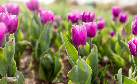 Beautiful purple tulips in a park in natureの写真素材