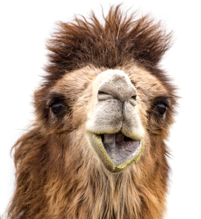 Portrait of a camel on a white background .の写真素材