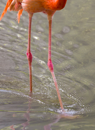 Pink flamingo on a pond in nature .の写真素材