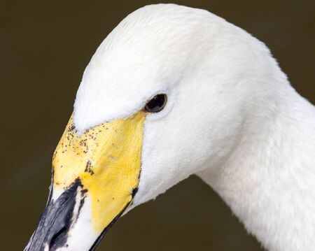 White swan on a pond in the park .