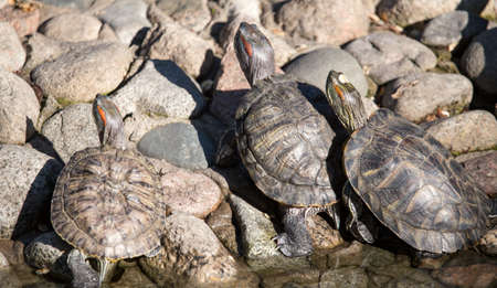 Turtles in a pond in a zoo .の写真素材