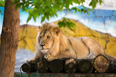 A portrait of a lion in a zoo .の写真素材