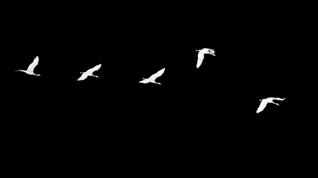 Flock of swans on a black background .の写真素材