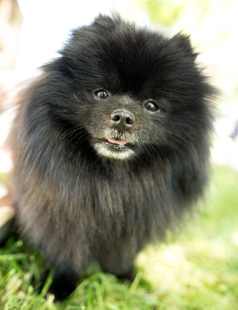 A portrait of a thoroughbred dog in nature .の写真素材