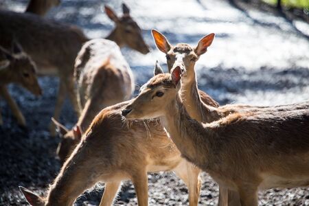 Fawn in a park in the nature .の写真素材