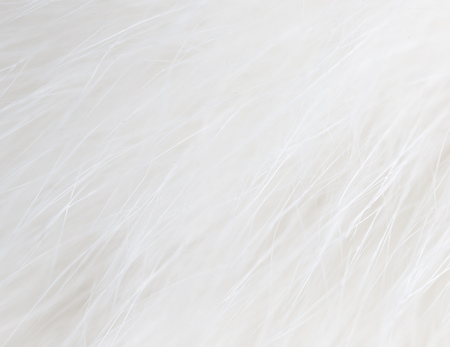White hair on the cat as background .の写真素材