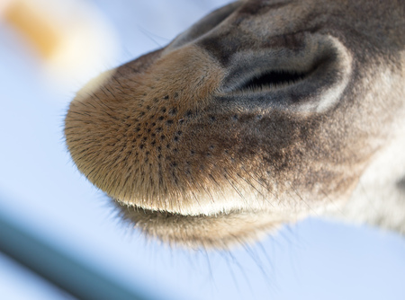 Nose of a giraffe against a blue sky .の写真素材