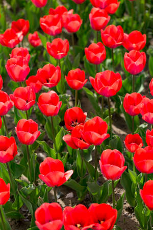 Beautiful red tulips in a park in the nature