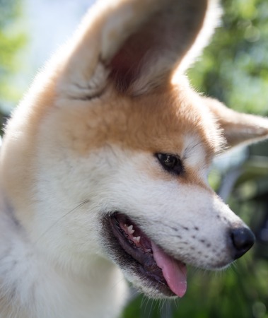 A portrait of a thoroughbred dog in nature .の写真素材