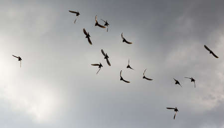 Flock of pigeons against the sky with clouds .の写真素材