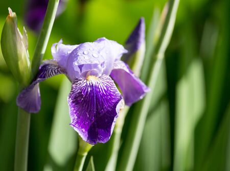 Beautiful blue iris flower in a park in the nature