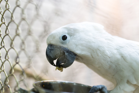 Portrait of a white parrot in a cage .の写真素材