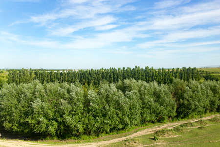 Nature in the steppe of Kazakhstan in the spring .の写真素材